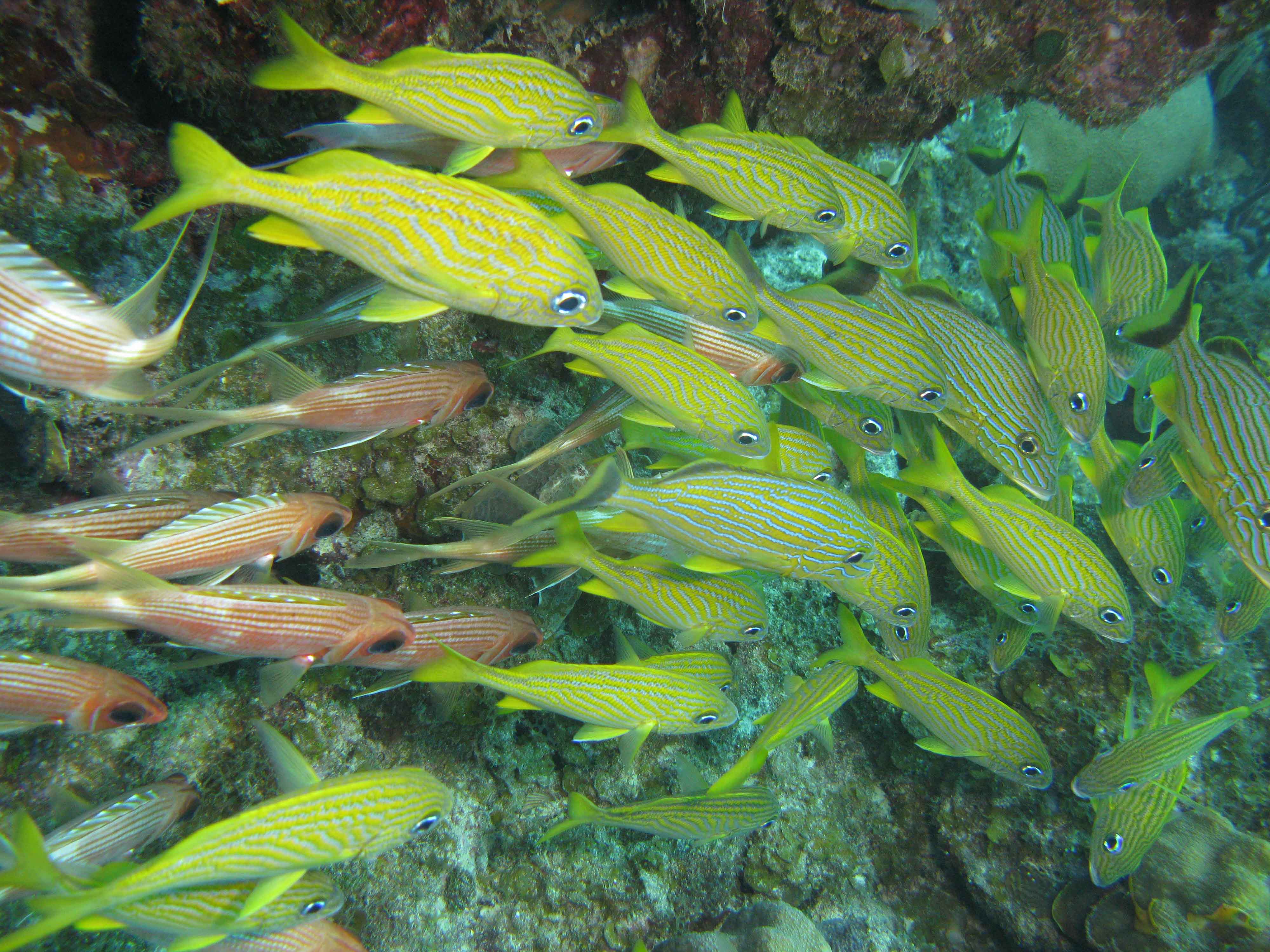 French Grunts and Squirrelfish