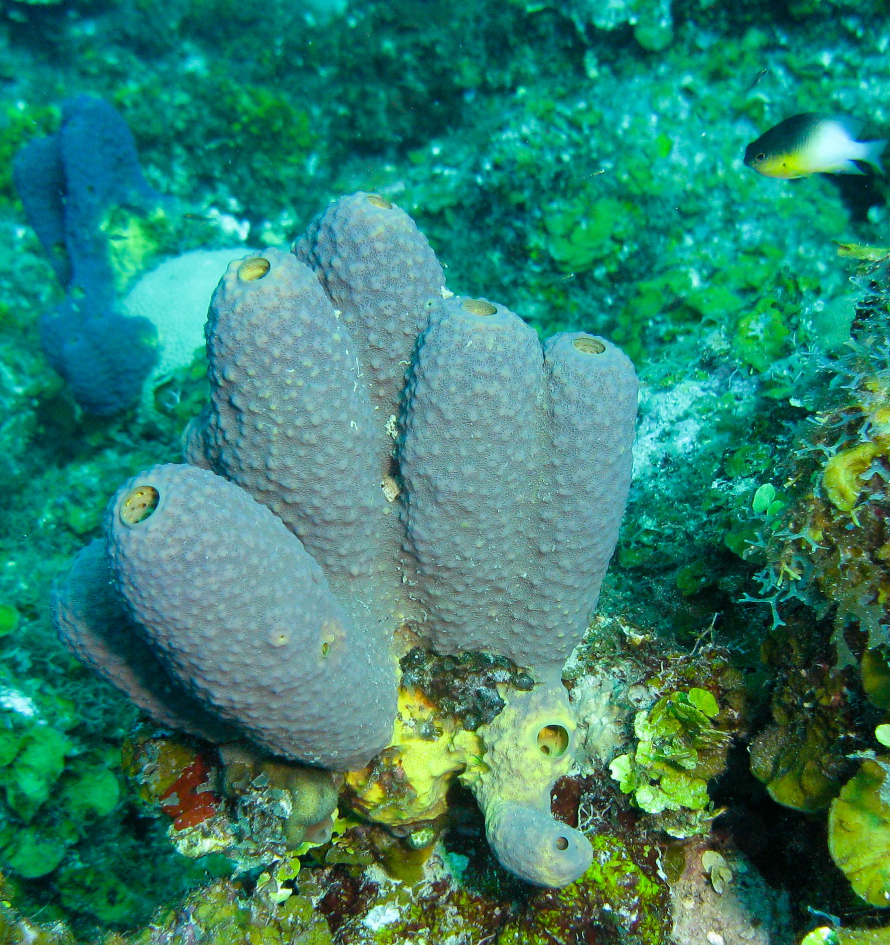 Tube sponge Tube sponge