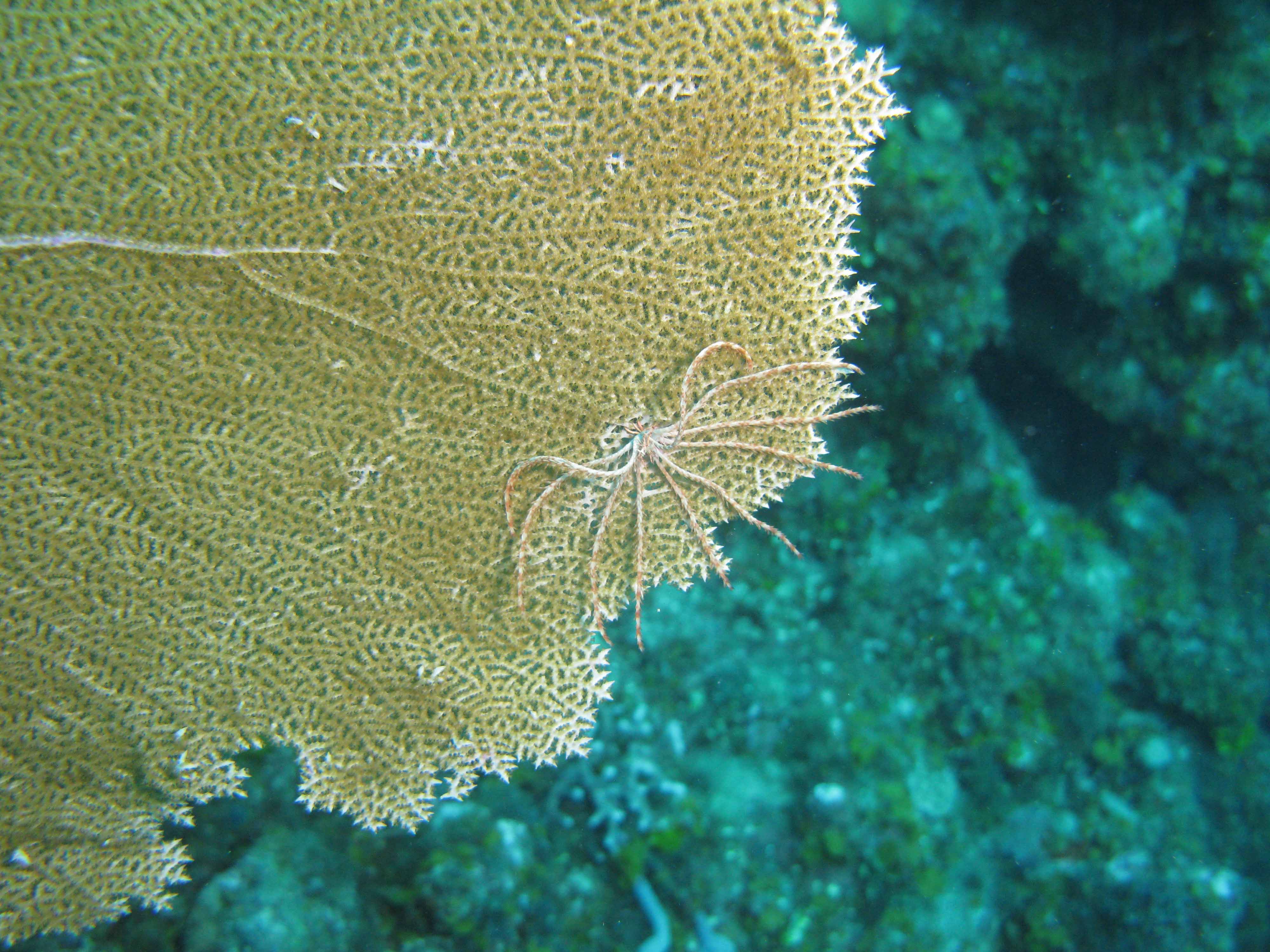 Sea fan Sea fan