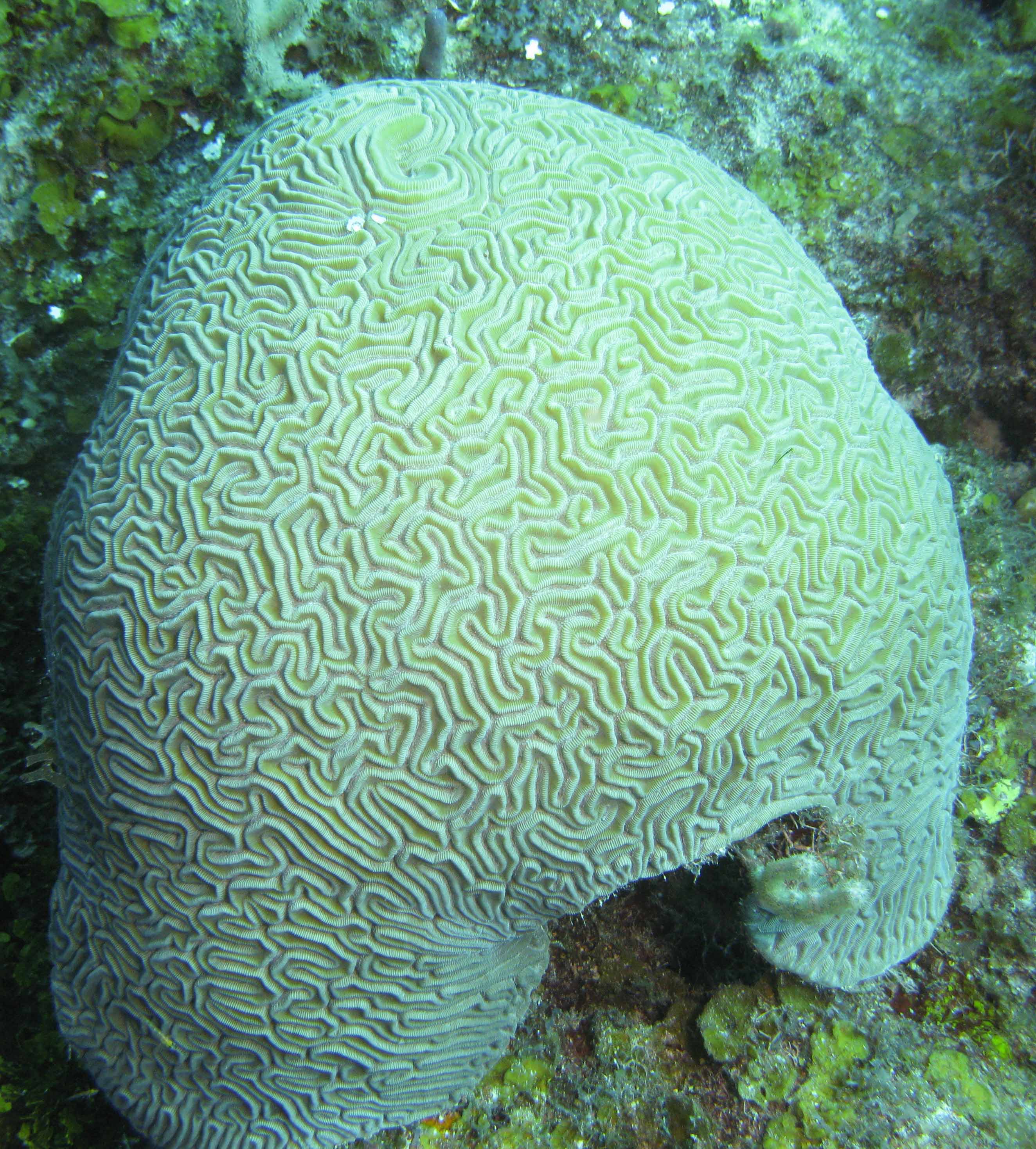 Grooved Brain Coral Grooved Brain Coral