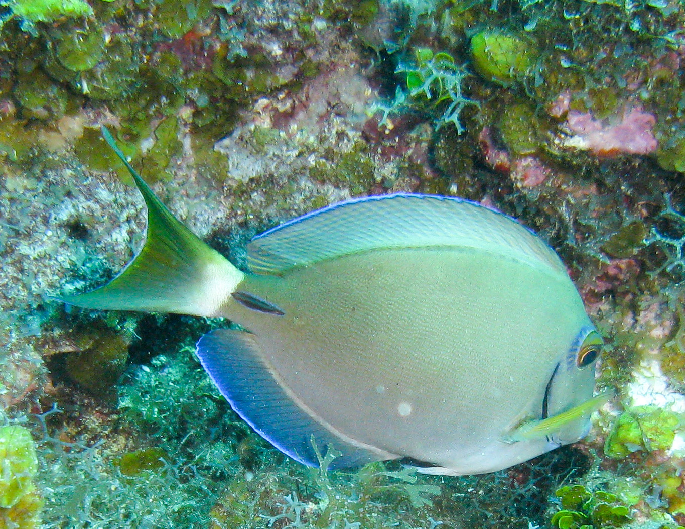 Ocean Surgeonfish (Acanthurus bahianus) Ocean Surgeonfish (Acanthurus bahianus)