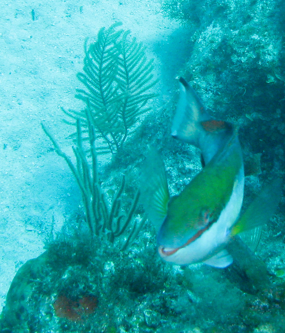 Redband Parrotfish Redband Parrotfish