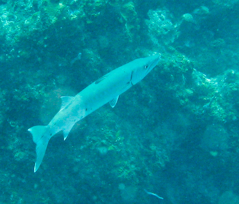 Barracuda Barracuda