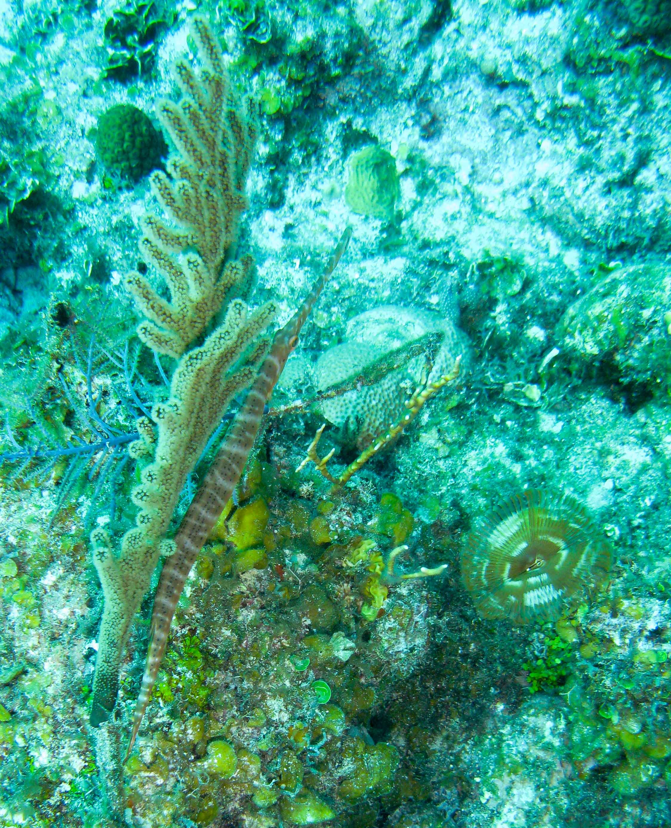 Trumpetfish Trumpetfish