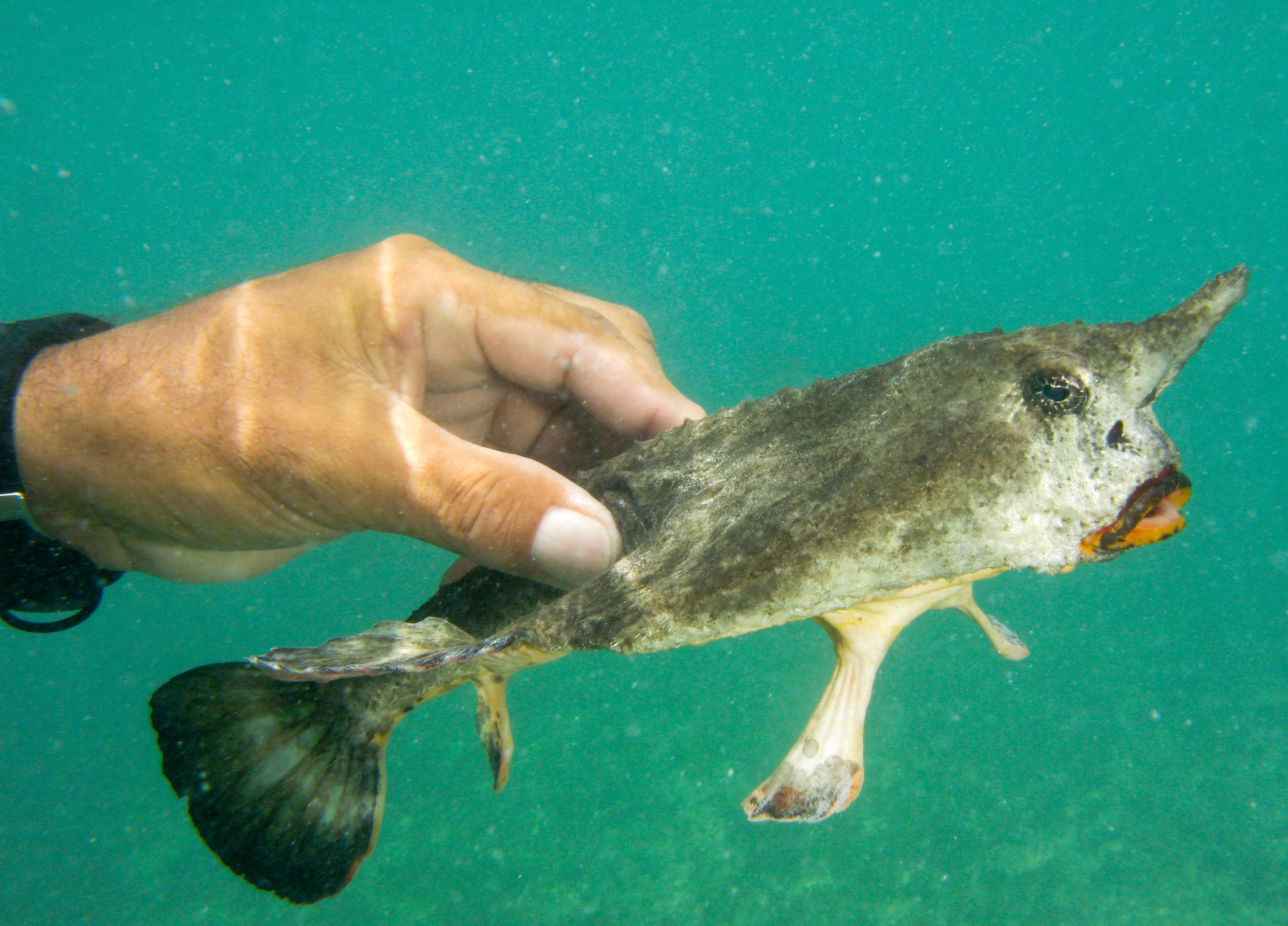 Shortnose Batfish Shortnose Batfish