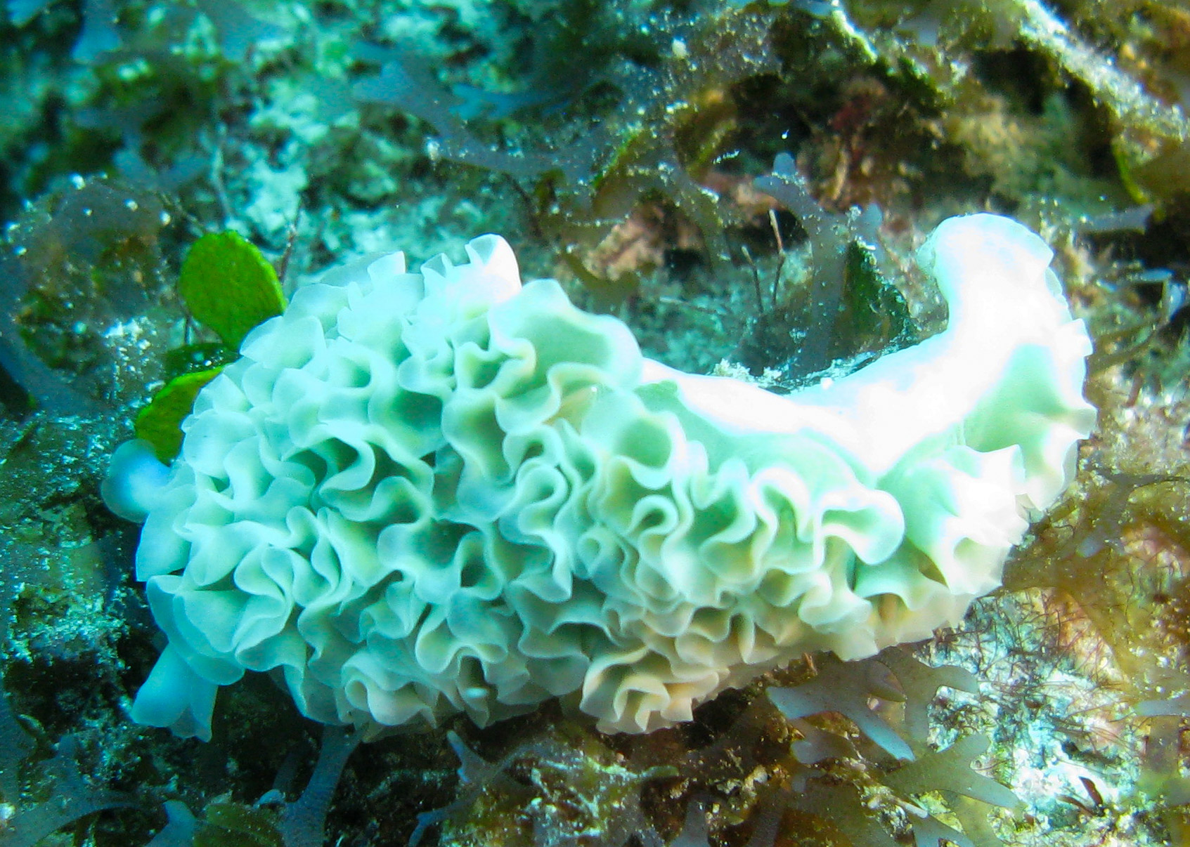 Lettuce Sea Slug (Elysia crispata) Lettuce Sea Slug (Elysia crispata)