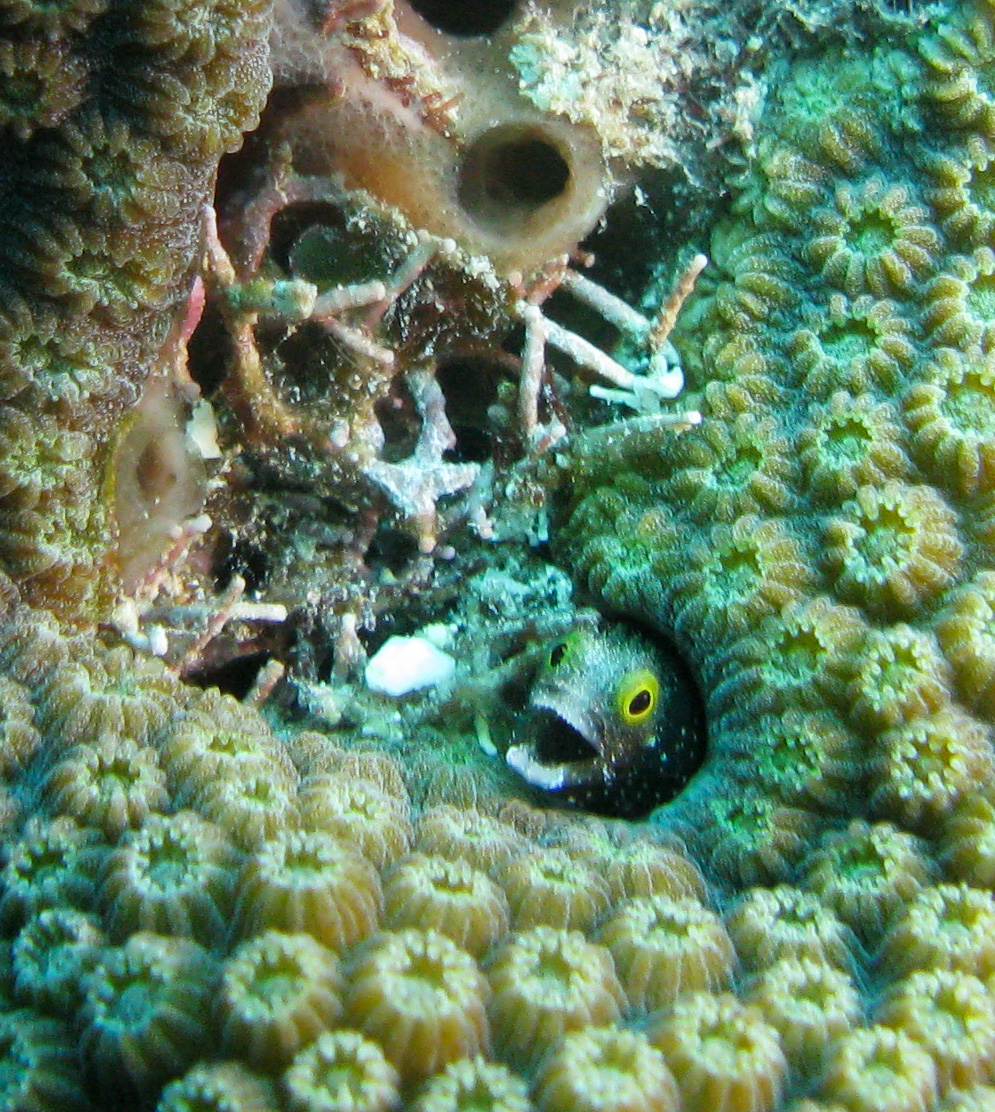 Spinyhead Blenny Spinyhead Blenny