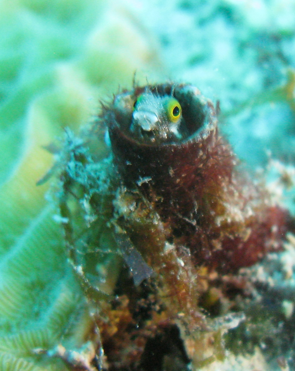 Spinyhead Blenny Spinyhead Blenny