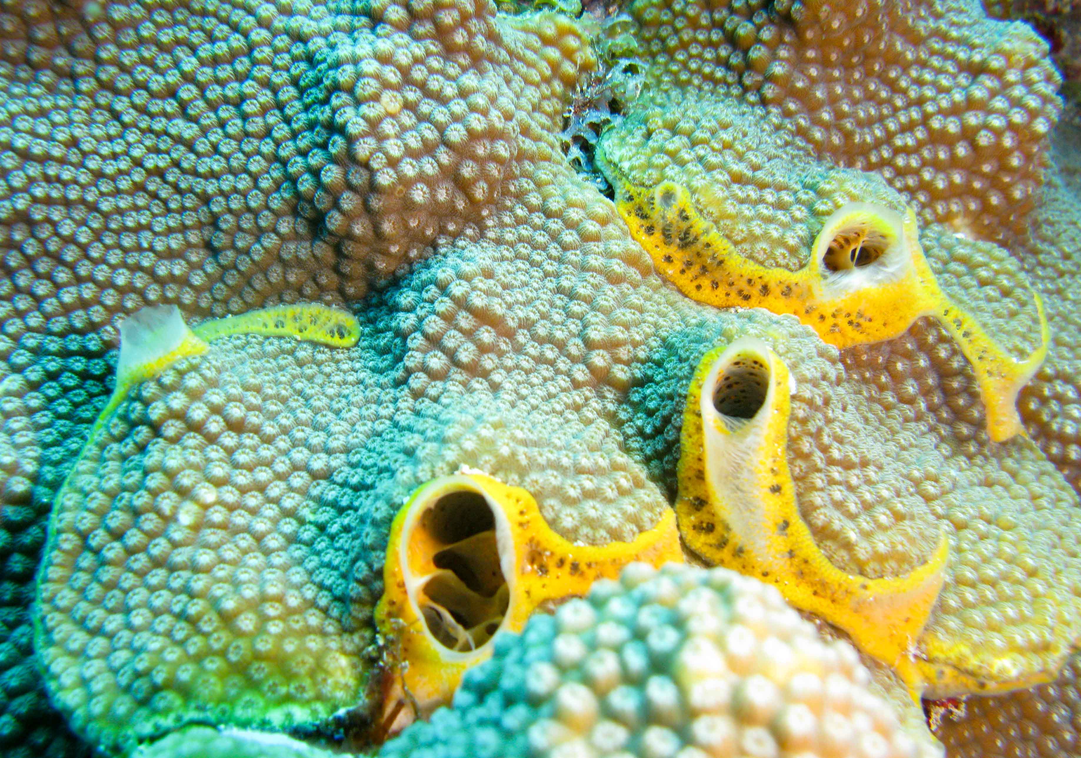 Orange Icing Sponge (Mycale laevis) Orange Icing Sponge (Mycale laevis)