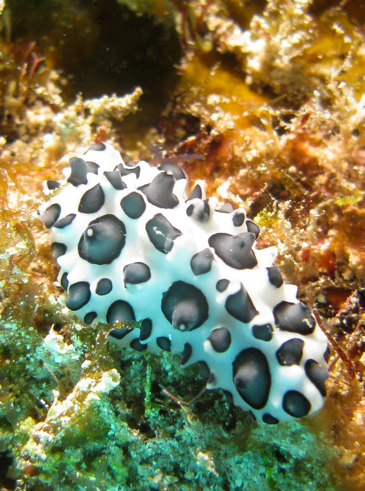 Dalmatian nudibranch (Spotted doris) Dalmatian nudibranch (Spotted doris)