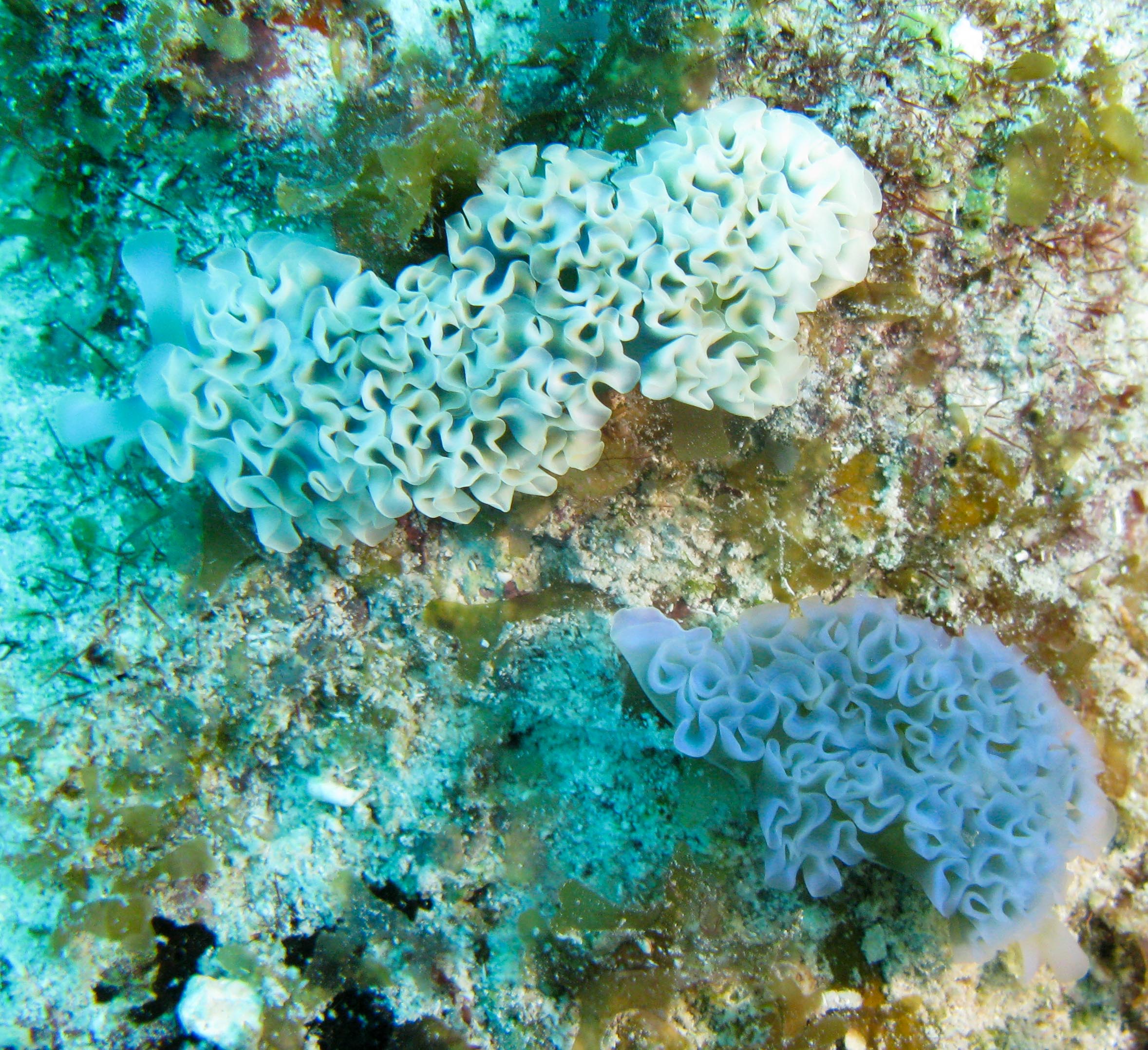 Lettuce Sea Slugs (Elysia crispata) Lettuce Sea Slugs (Elysia crispata)