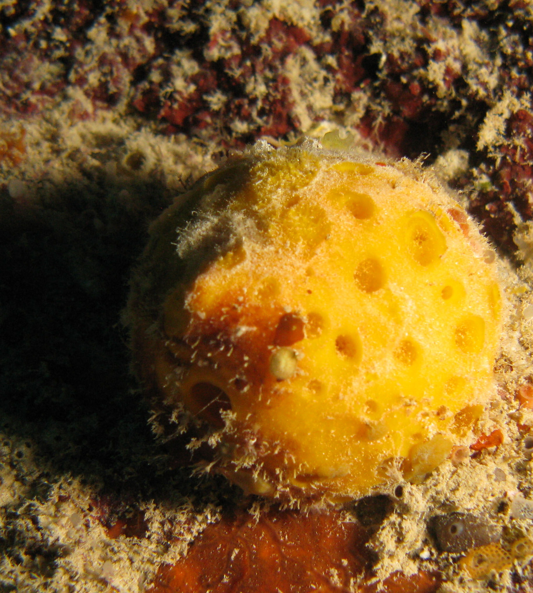 Orange Ball Sponge (Cinachyrella kuekenthali) Orange Ball Sponge (Cinachyrella kuekenthali)