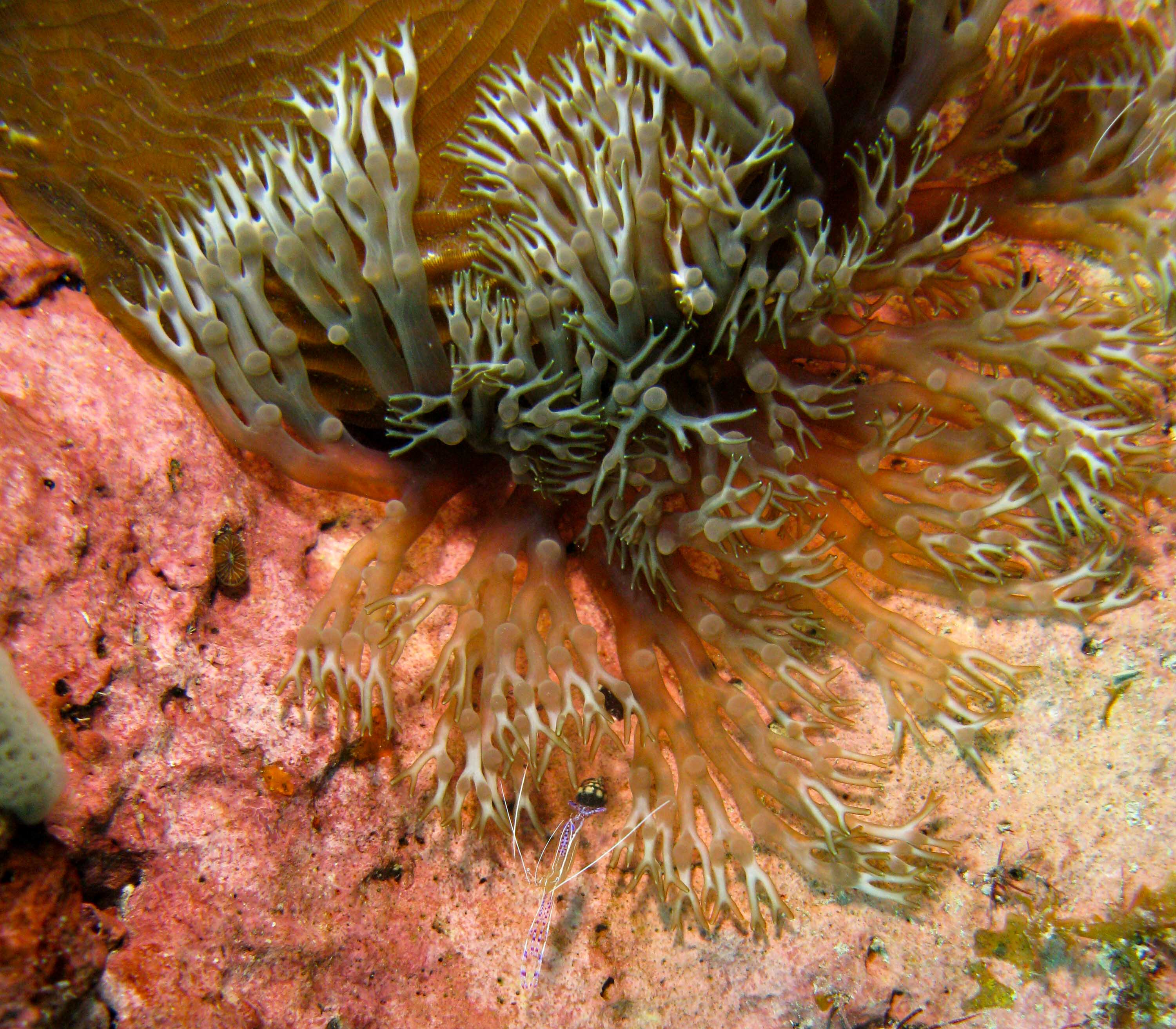 Cleaner Shrimp Cleaner Shrimp