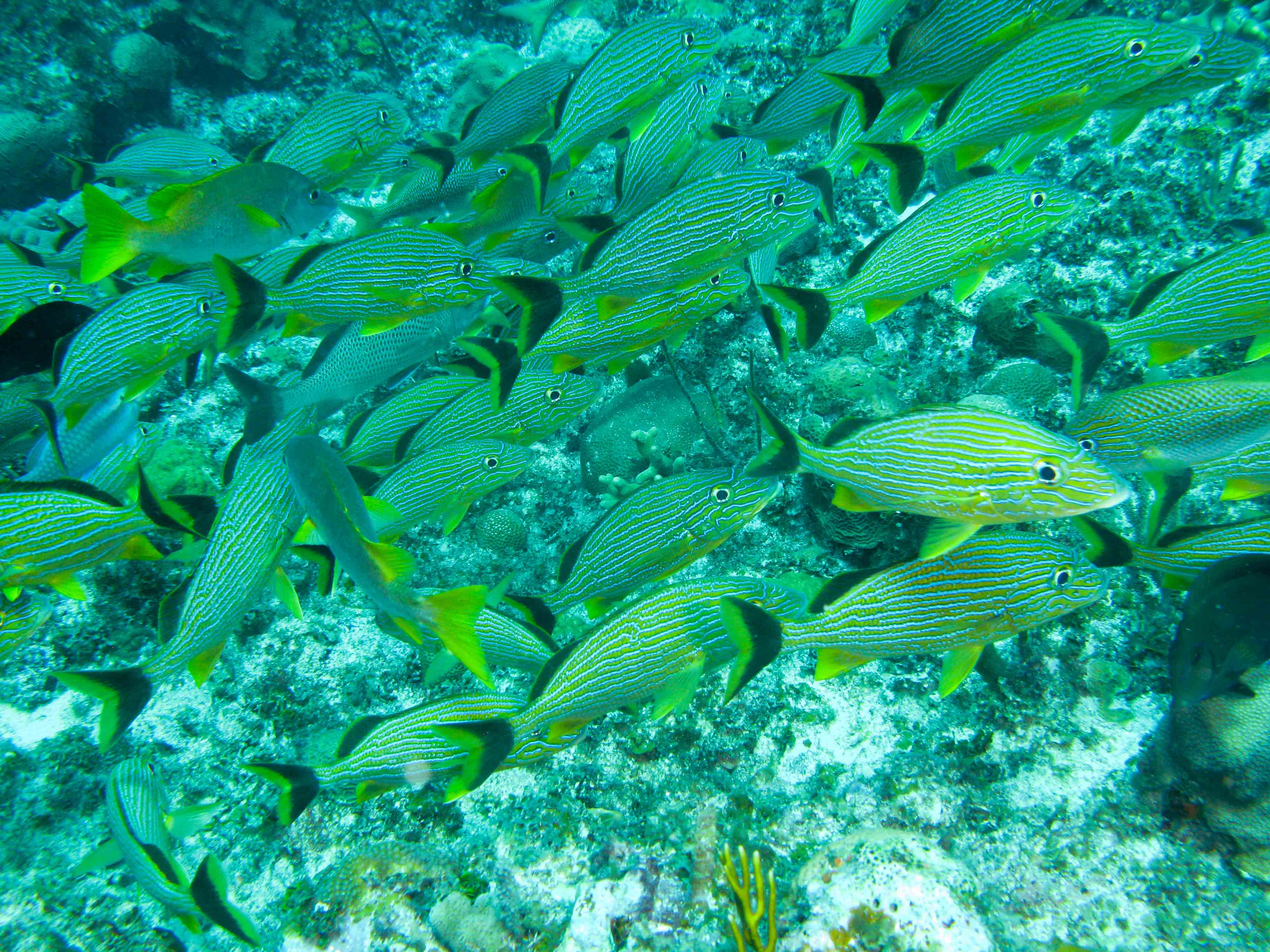 Bluestriped Grunts Bluestriped Grunts
