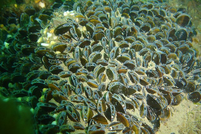 Mussels feeding