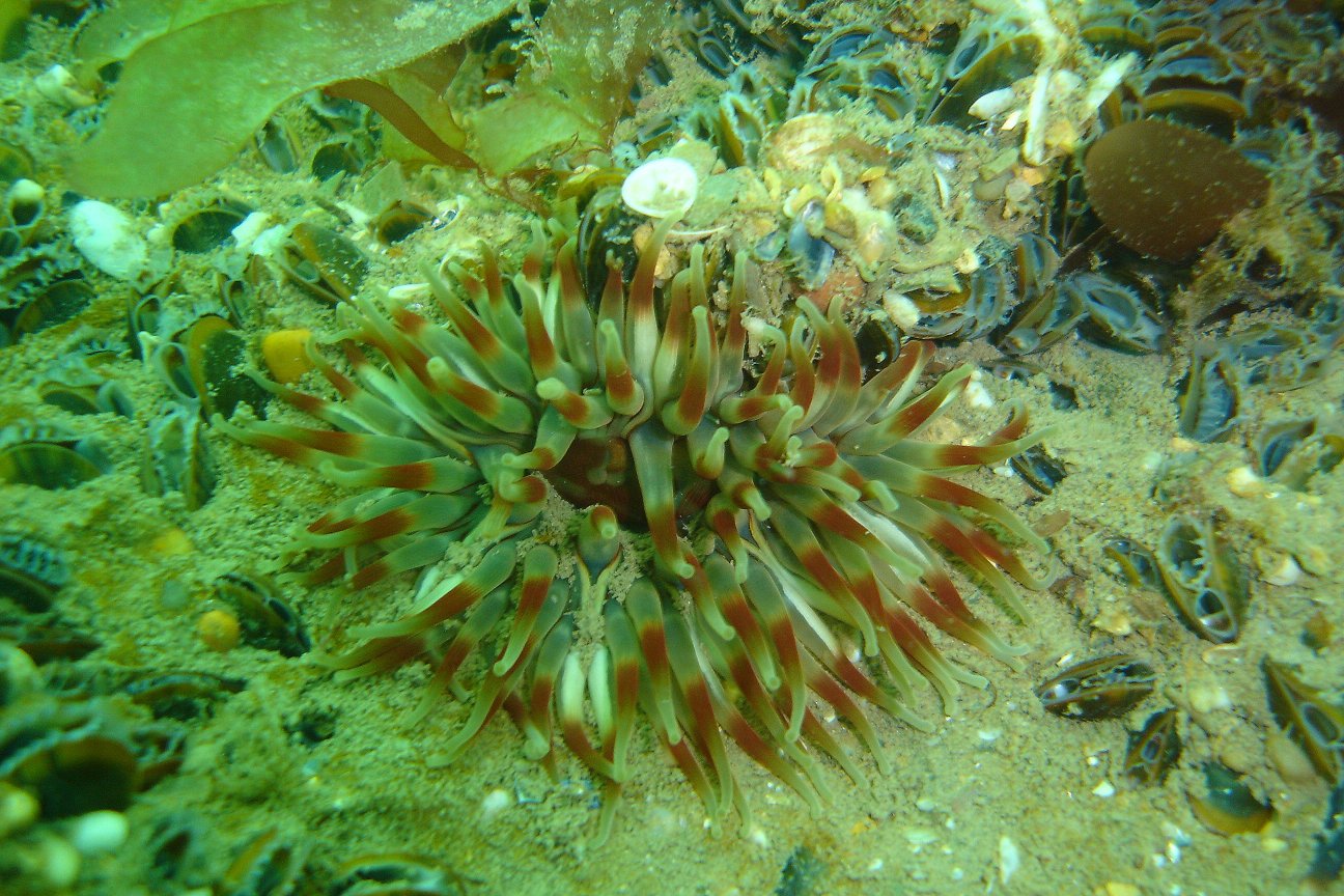 Mussels & Dahlia anemone