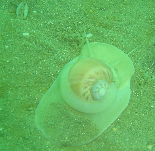 Moon snail
