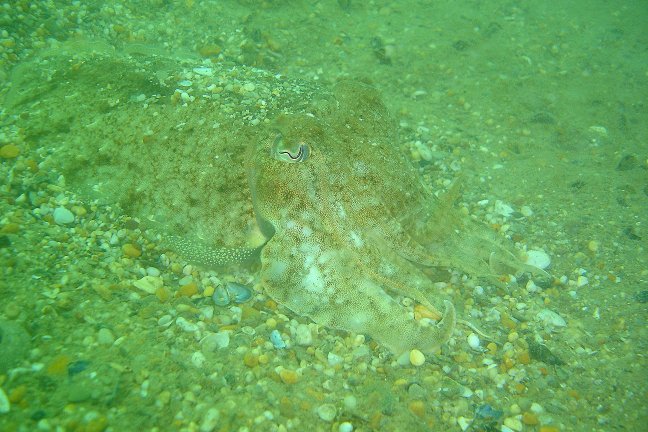 Cuttlefish