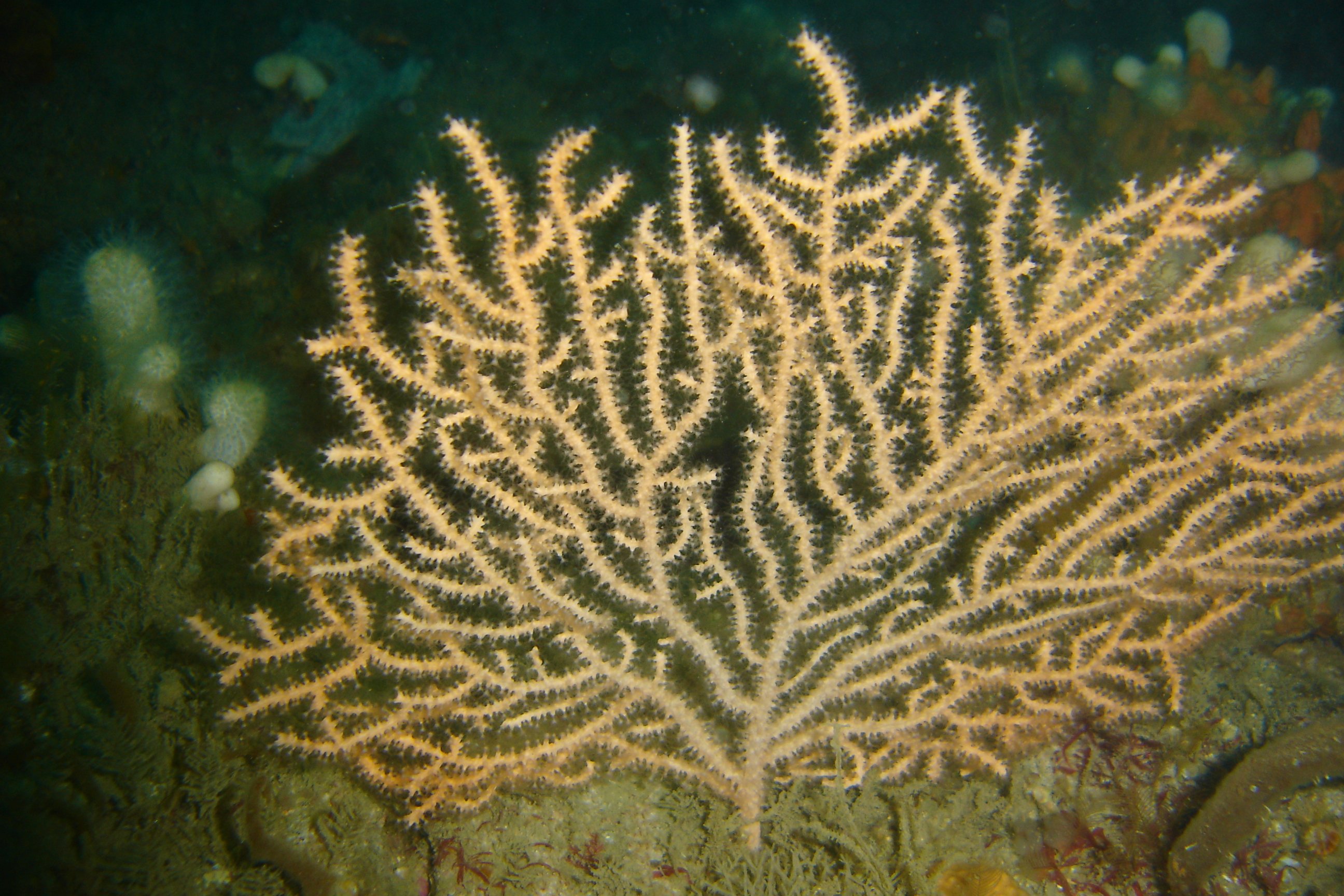 Pink sea fan