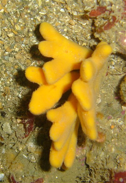 Axinella dissimilis (sponge)