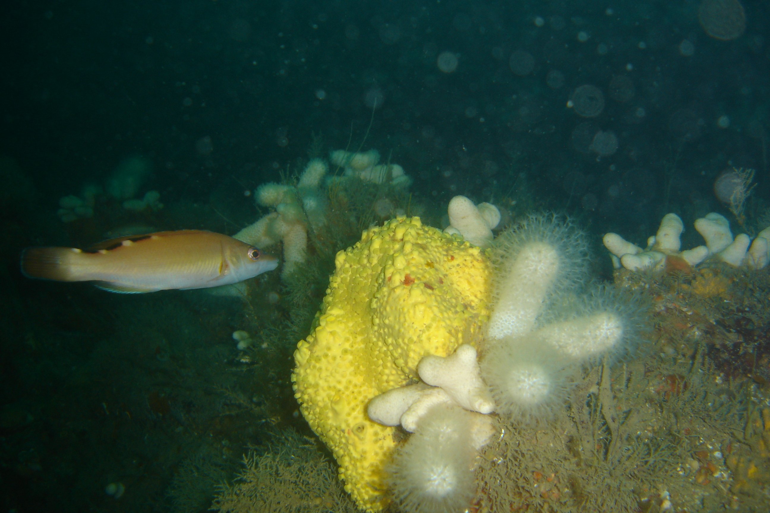 Goldsinny, Boring sponge & Dead men's fingers