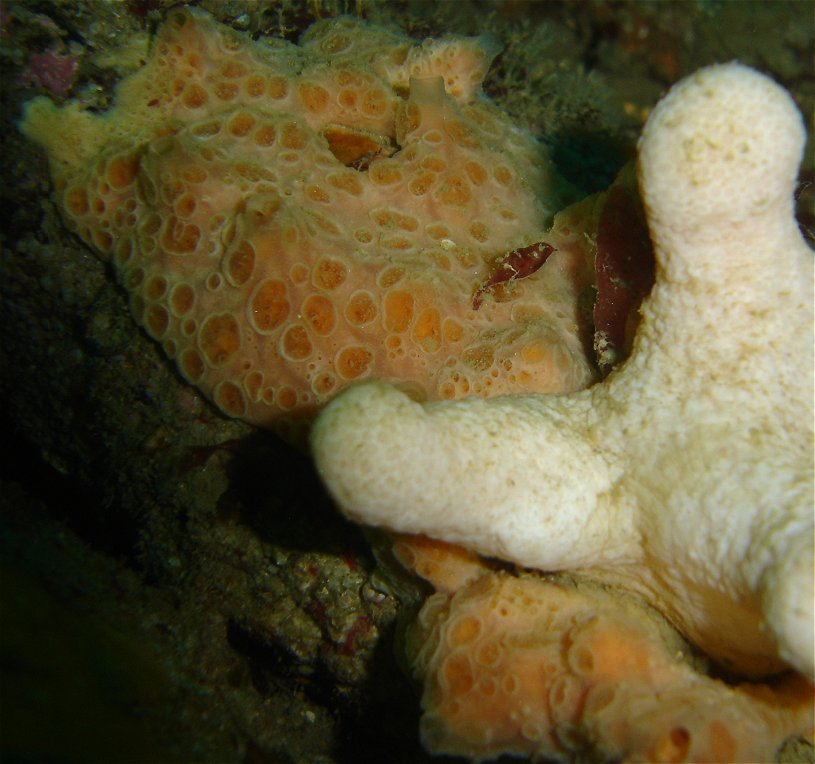 Hemimycale columella & Dead men's fingers