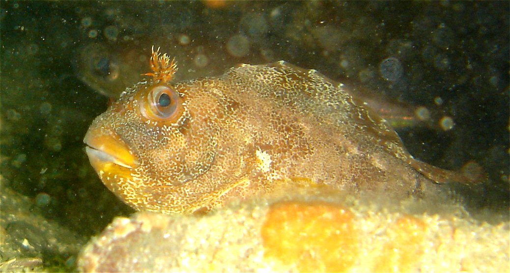 Tompot blenny