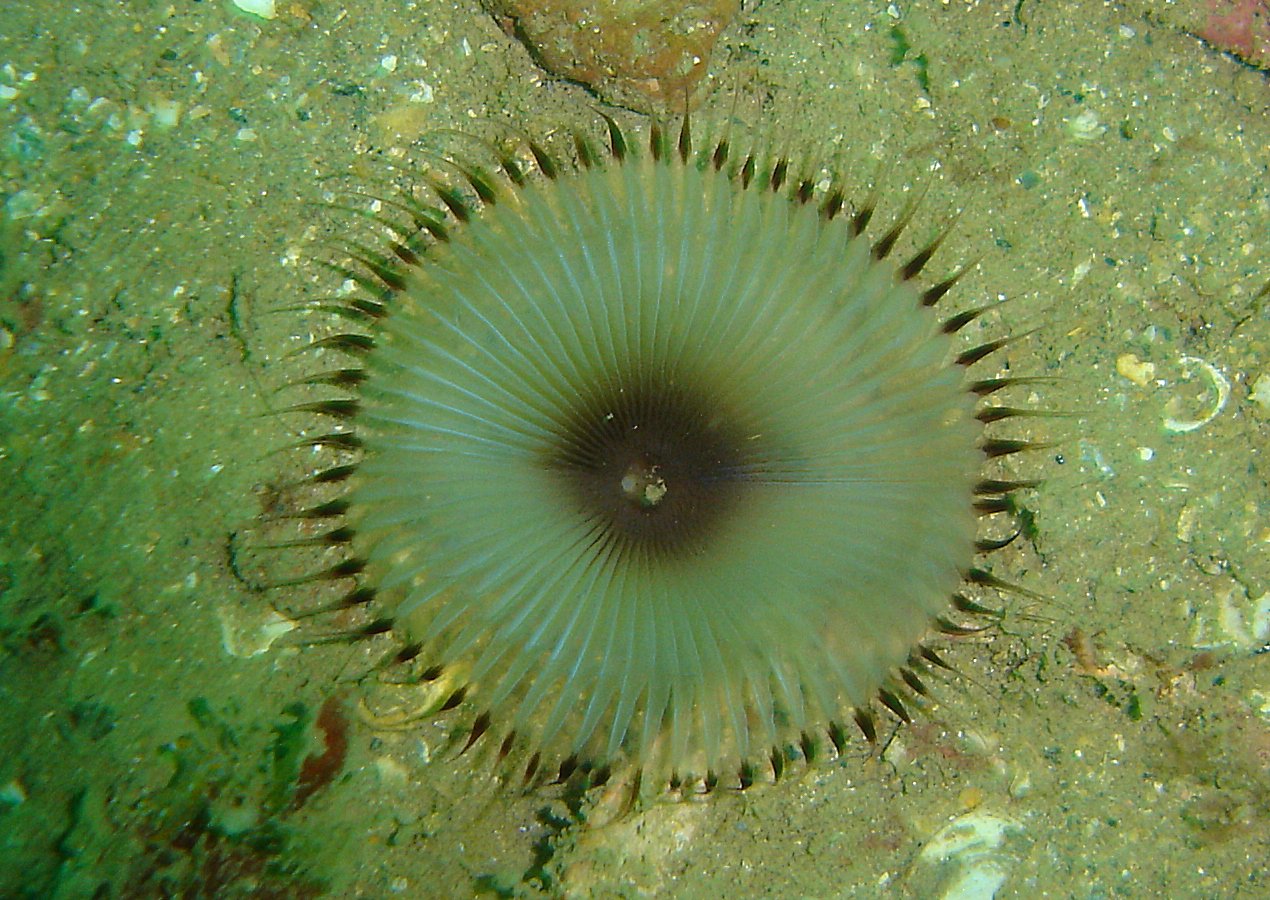 Eyelash worm (Myxicola infundibulum)