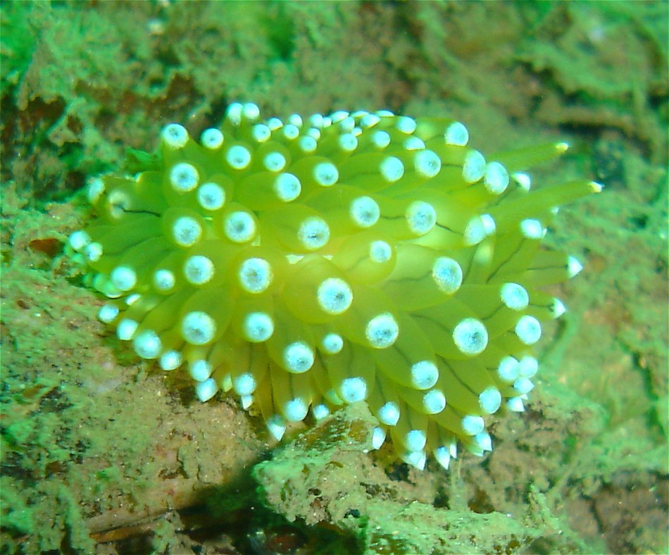 Janolus cristatus (nudibranch)