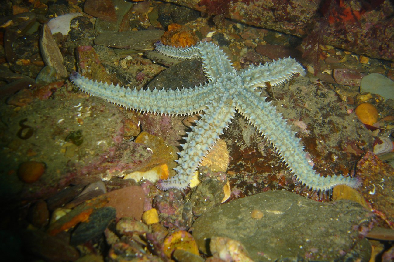 Spiny starfish
