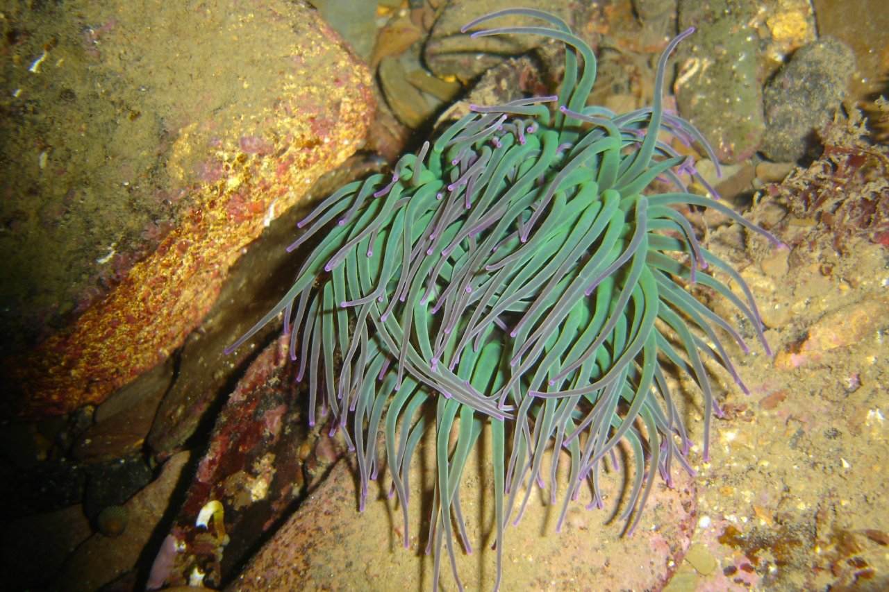 Snakelocks anemone