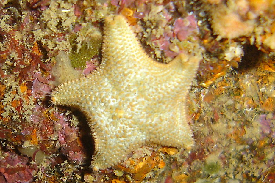 Cushion star