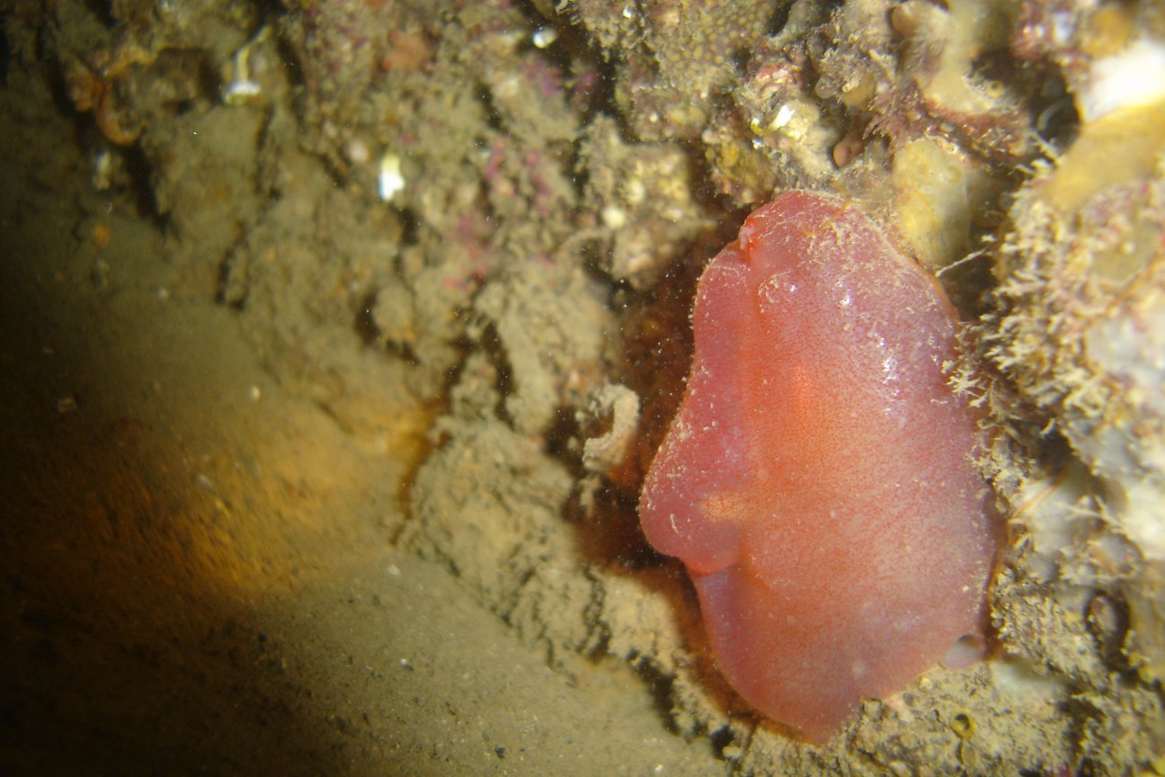 Ascidia mentula (solitary sea squirt)