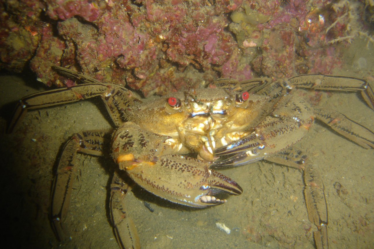 Velvet swimming crab
