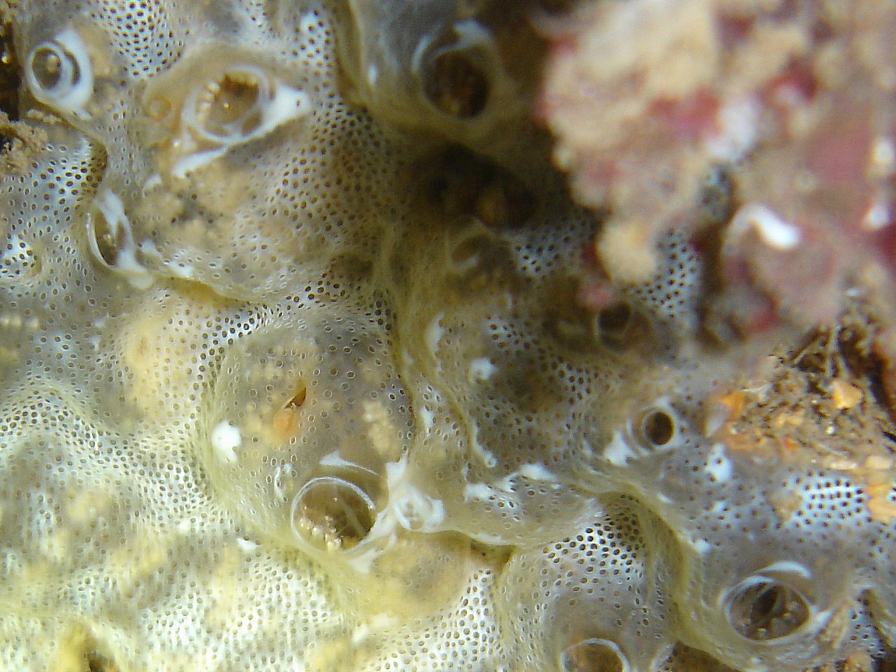 Diplosoma spongiforme (colonial sea squirt)