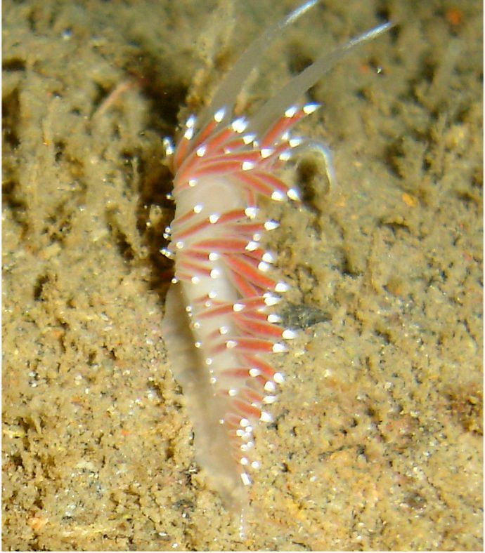 Coryphella browni (Sea slug)