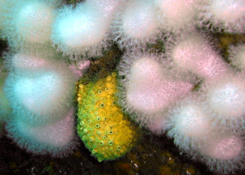 Dead men's fingers & boring sponge