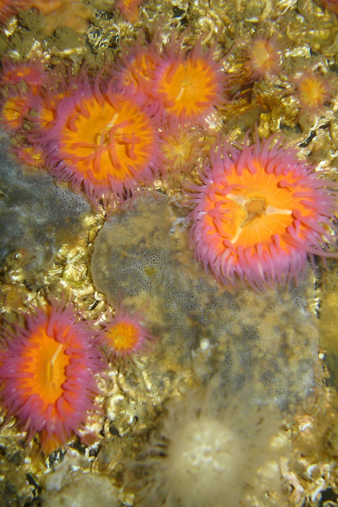 Sagartia elegans (anemone)