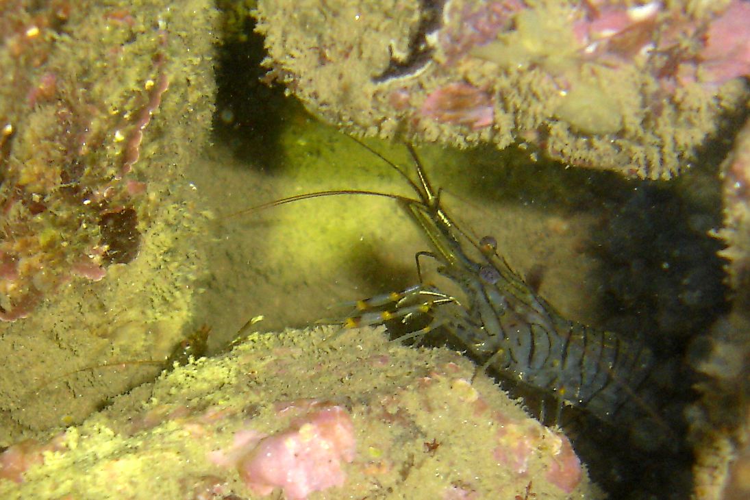 Common prawn (Palaemon serratus)