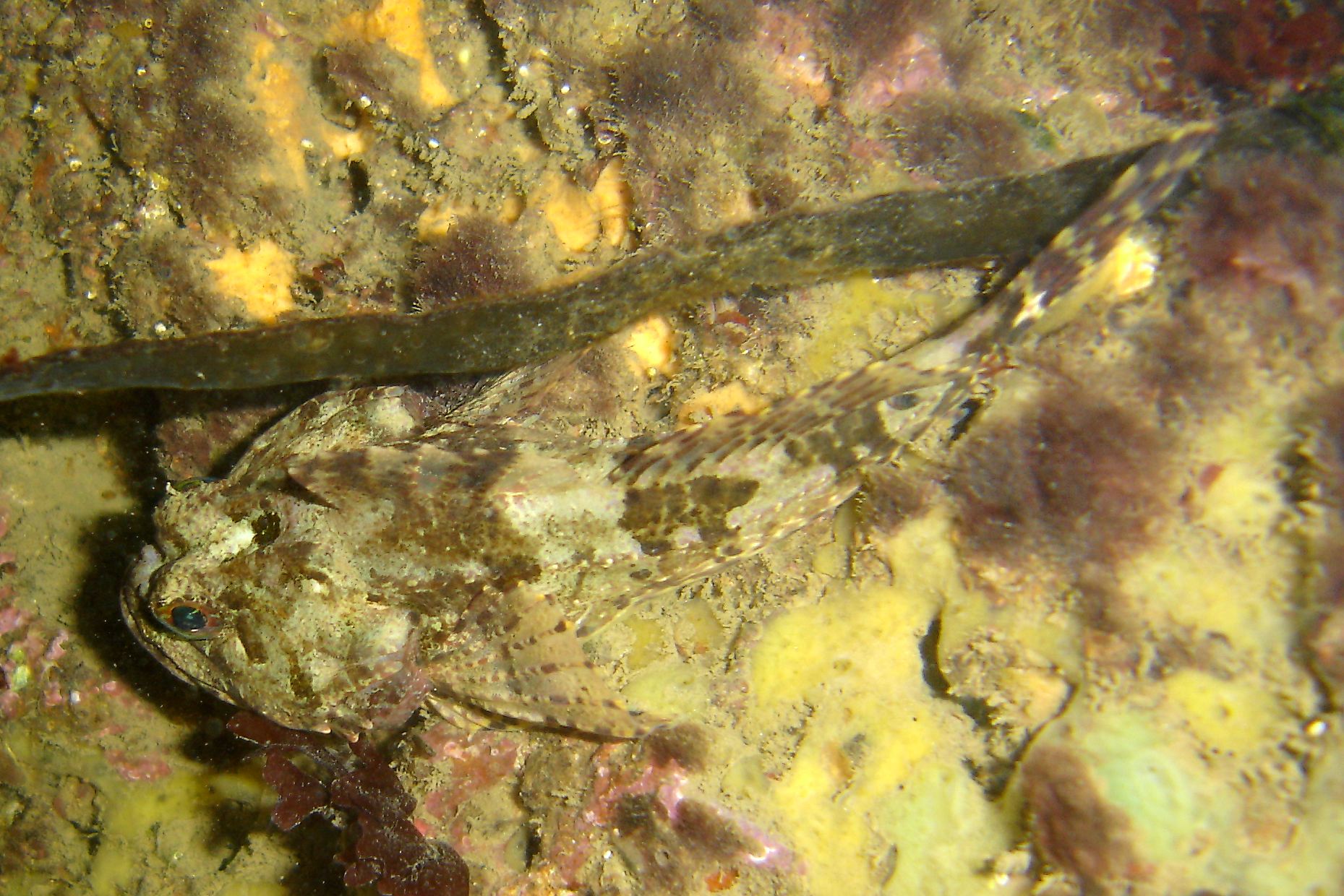 Long-spined Sea Scorpion (Taurulus bubalis)