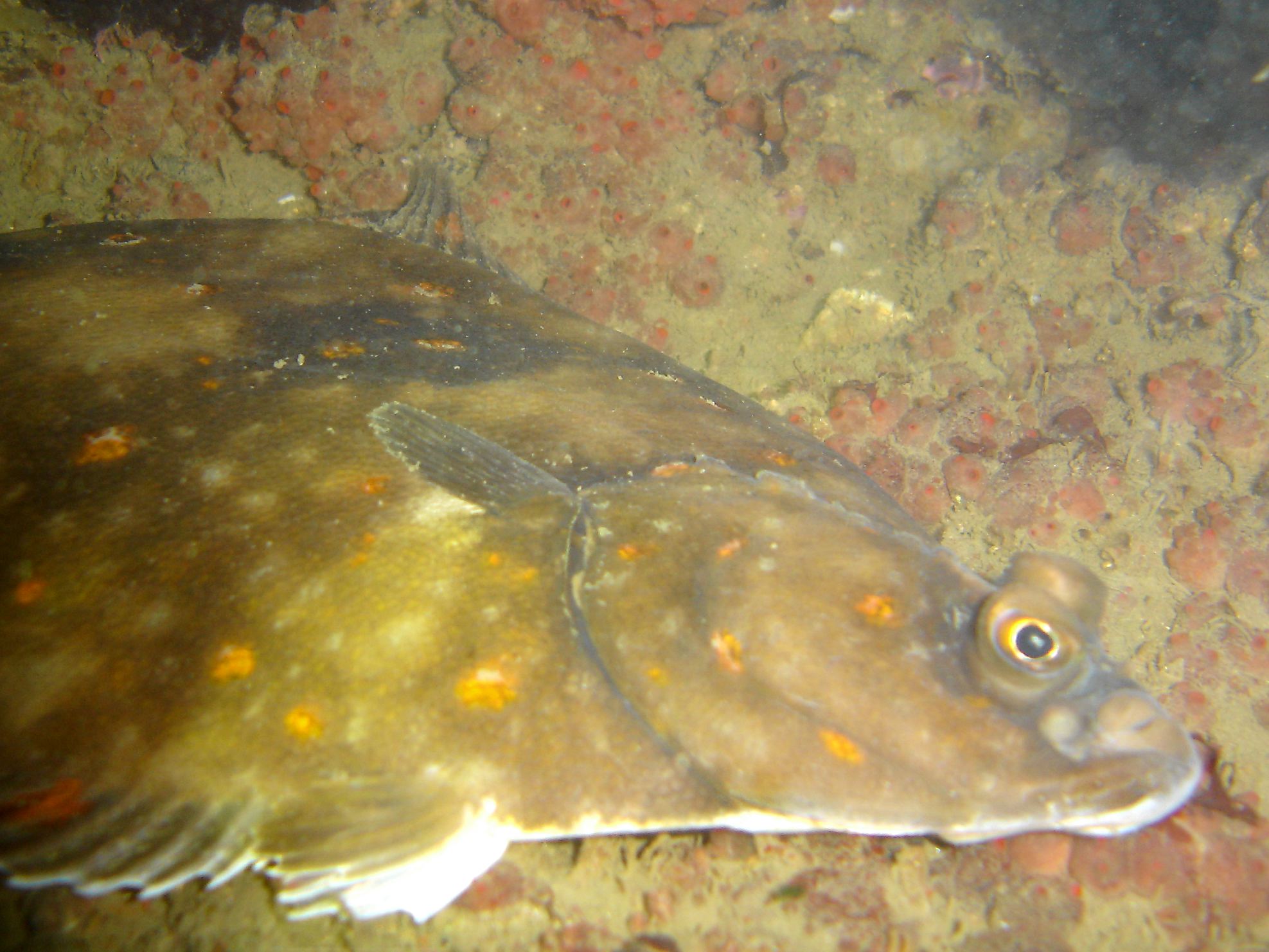 Plaice (Pleuronectes platessa)