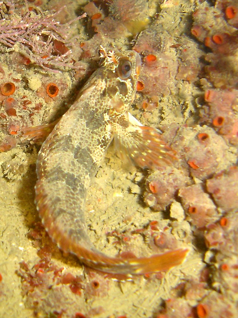 Tompot blenny