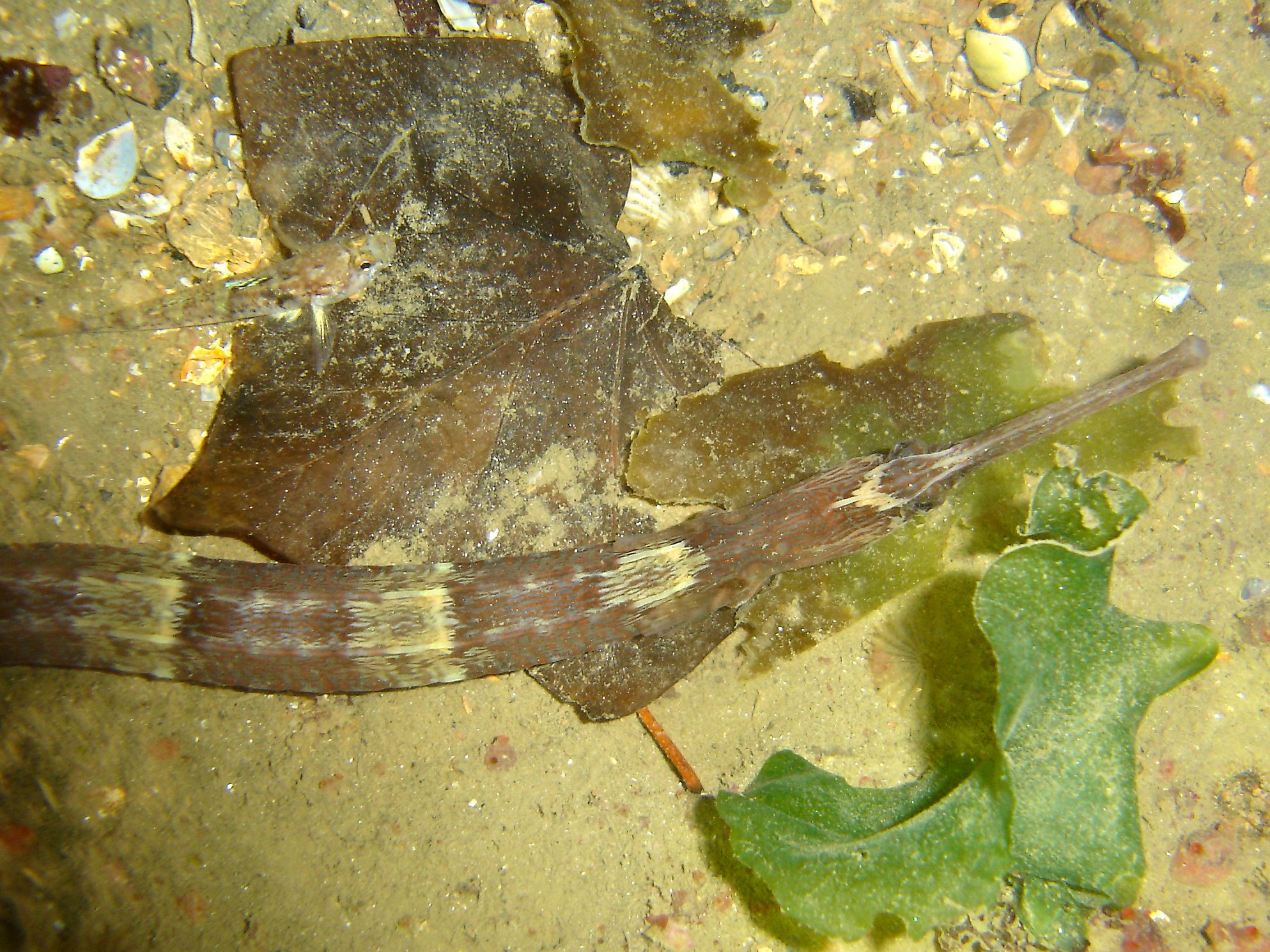 Greater pipefish