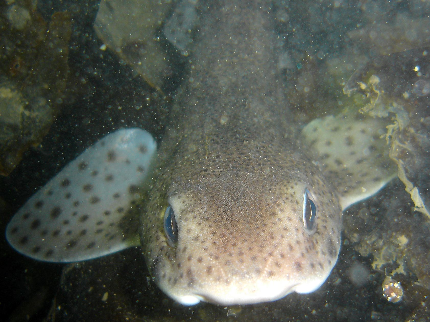 Lesser spotted dogfish