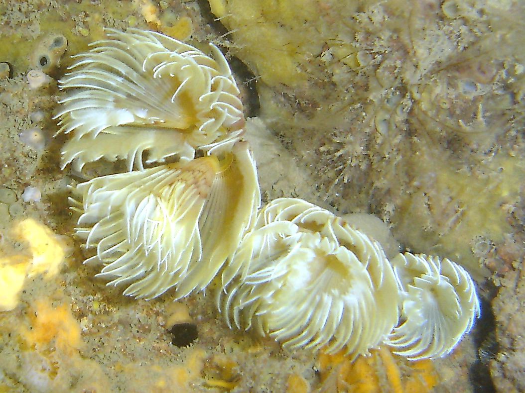 Double spiral worm (Bispira volutacornis)