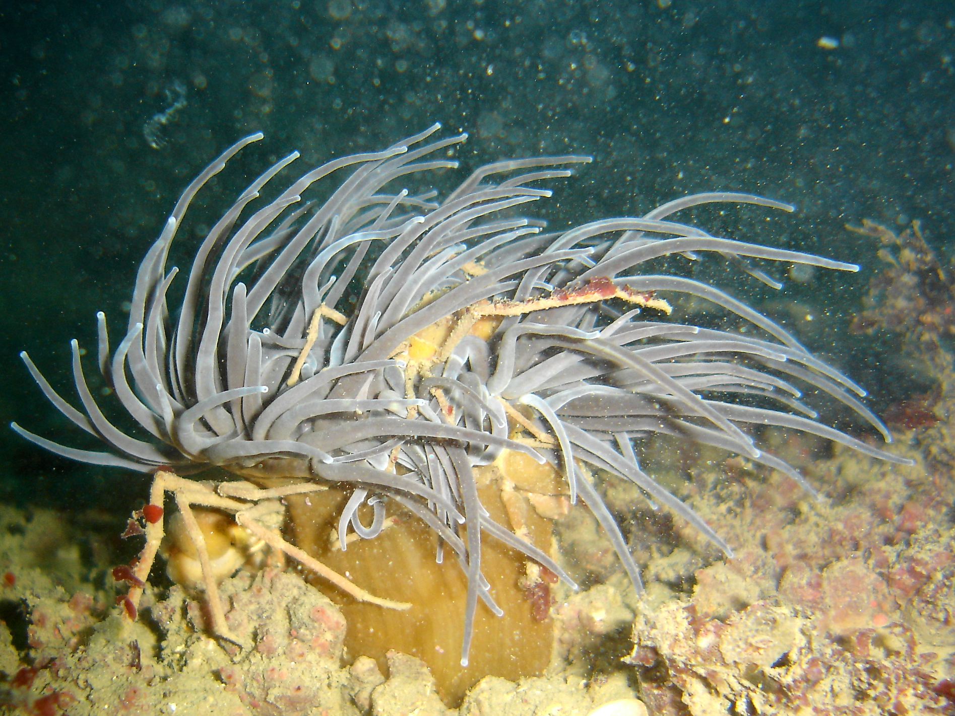Snakelocks anemone (Anemonia viridis) & Leach's spider crab