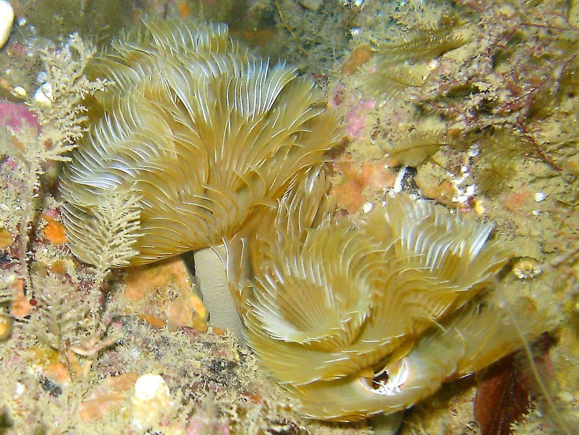 Double spiral worm (Bispira volutacornis)