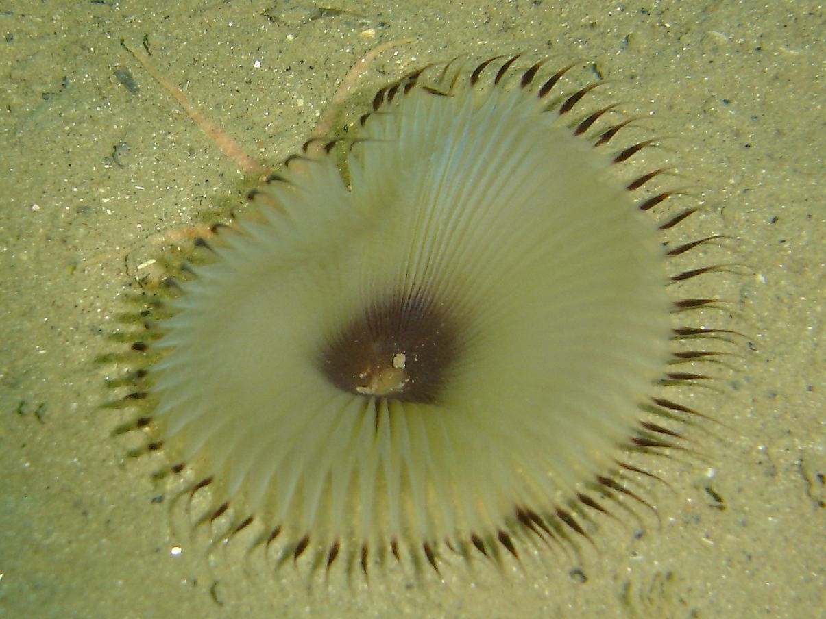 Eyelash worm (Myxicola infundibulum) & Common brittlestar (underneath)