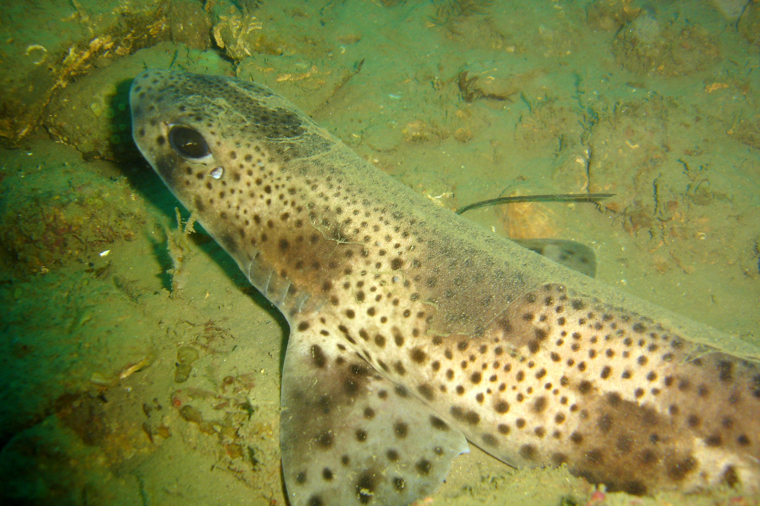 Lesser spotted dogfish