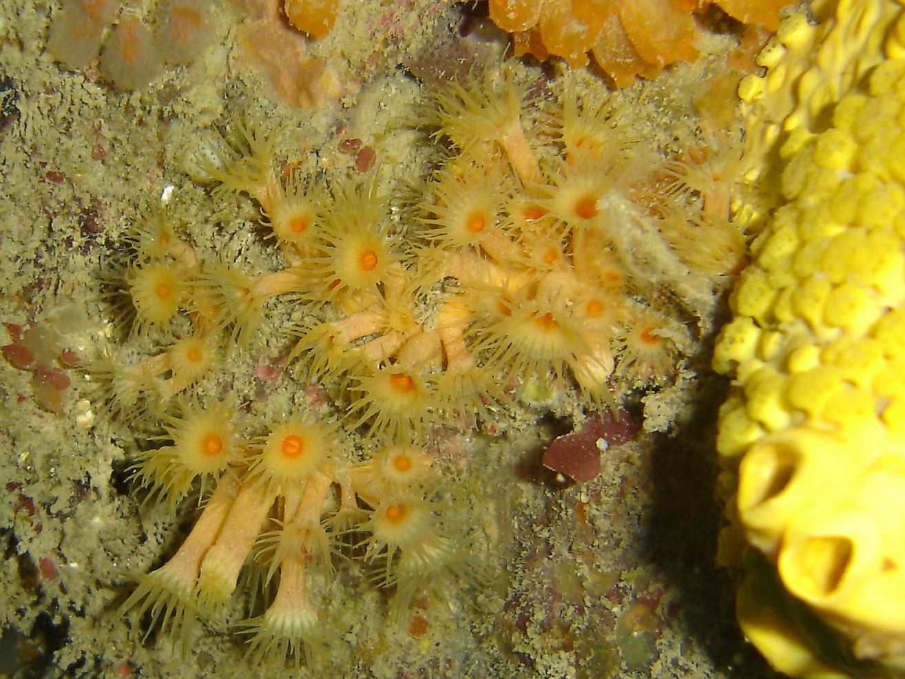 Yellow cluster anemone (Parazoanthus axinellae), Boring sponge, Orange sea squirt (Stolonica socialis)